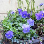 Purple Pansies