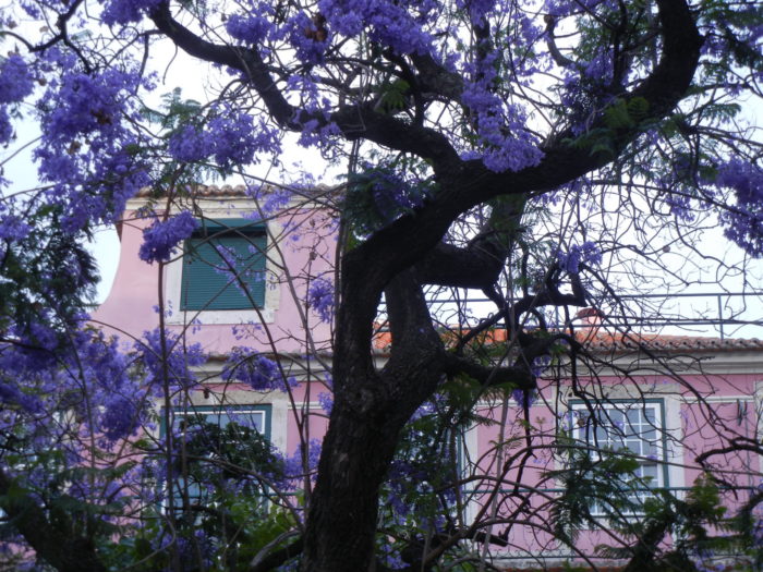 jacaranda1